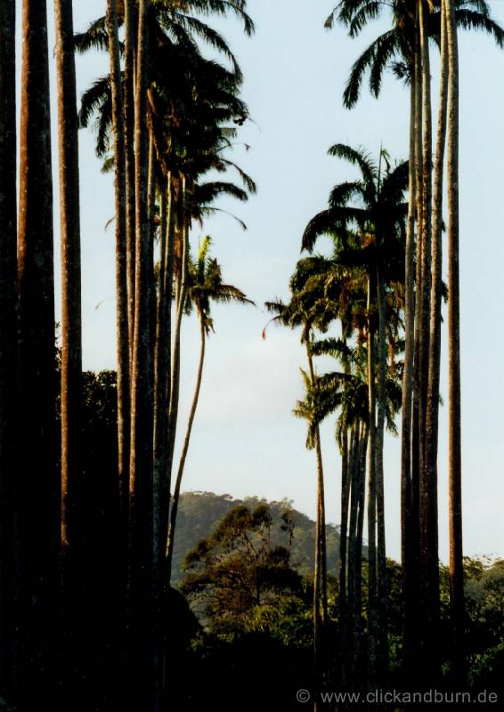 Botanischer Garten 2 